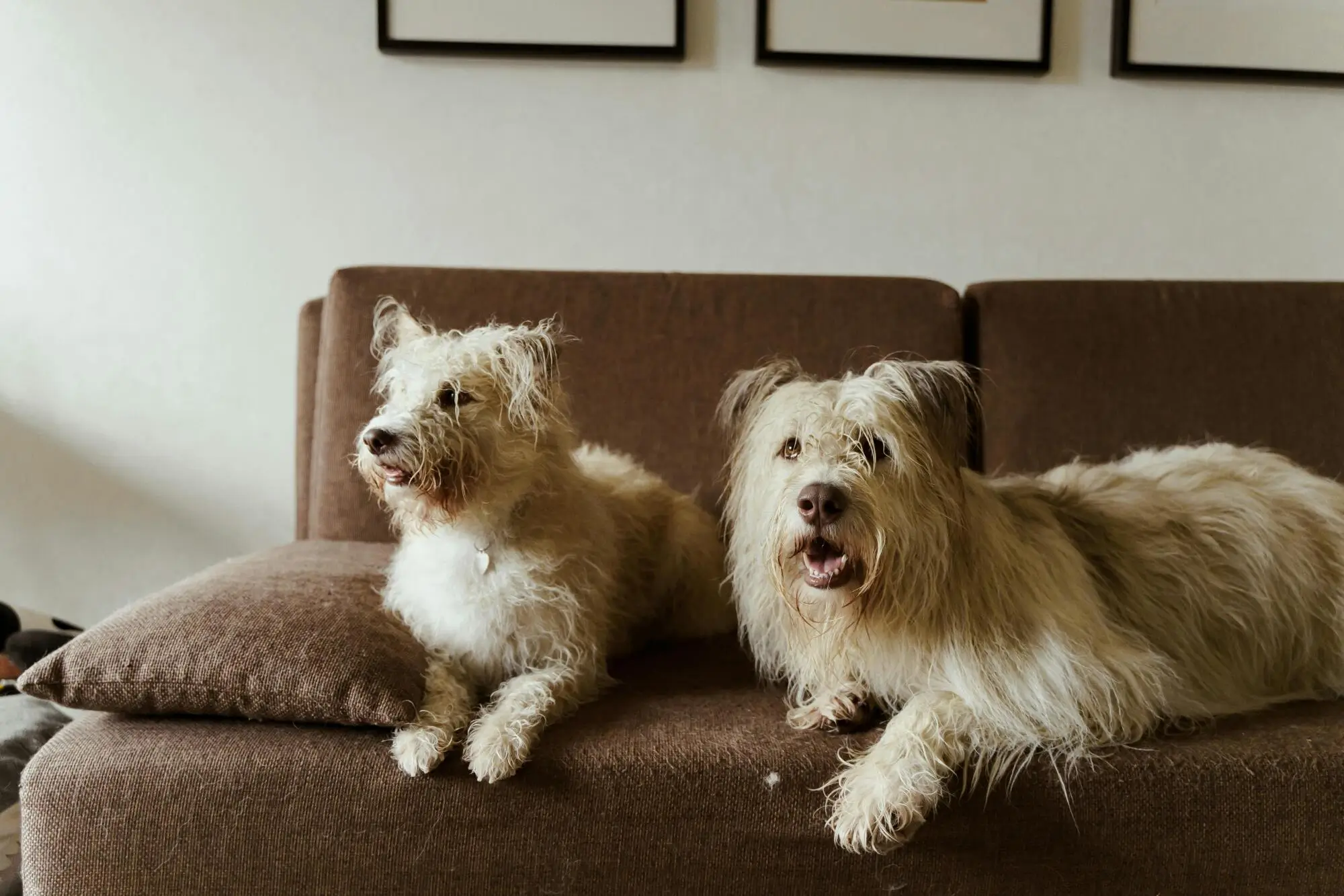 Pros and Cons of Allowing Pets in Your Rental Property